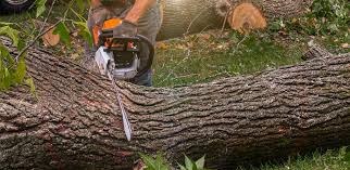 Best Lawn Maintenance Plans  in Saxon, SC